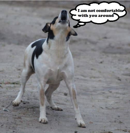 Territorial barking is often unintentionally reinforced. The vocalization acts as a deterrent and generally achieves the desired outcome.