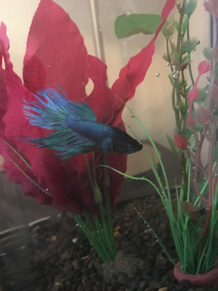 Basic Betta Fish Care PetHelpful