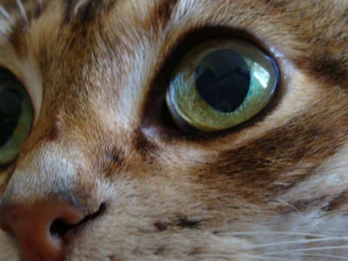 Cat pupils dilate in darkened conditions to let more light into the eye and constrict when there's an excess of light, just like in humans.