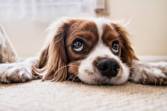 A puppy can "hold it" for however old they are (in months) plus one. So a three month old pup should be able to hold their bladder for about 4 hours.