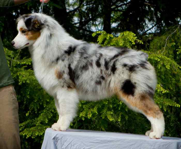 90 Unique Names For Dogs With Spots PetHelpful