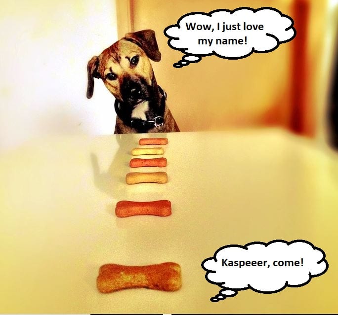 Make your dog's name stand out. Well, this is a bit of an exaggeration . . . but you get the idea . . .