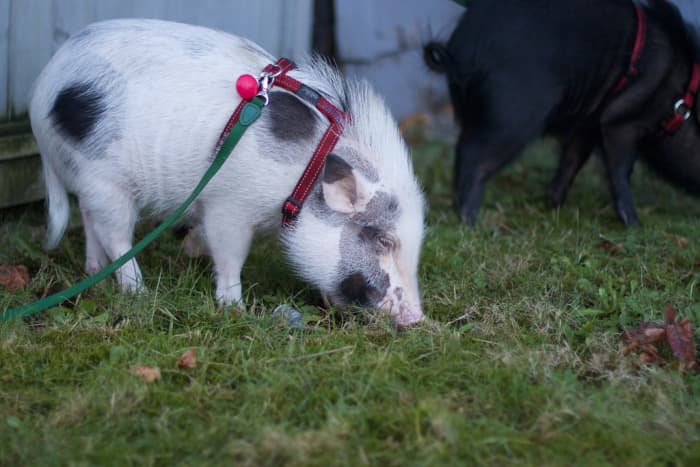 Популярность вислобрюхих свиней растет так быстро, что большинство людей знают, что этих животных можно держать в помещении, как собак, и они могут научиться различным трюкам.