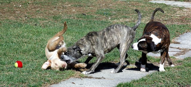 A submissive dog allowing a more dominant dog to examine her.