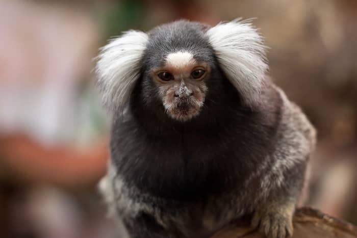 These little primates, the so-called "finger monkeys," are popular animals for first-time monkey owners.