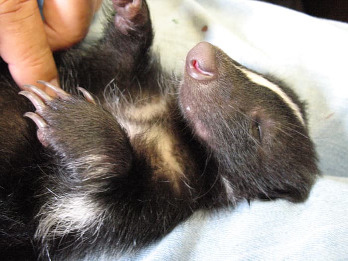 Skunks are popular for exotic mammals, and they are said to be one of the "easier" exotic animals to care for.