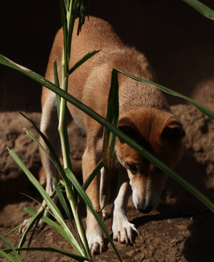 Many see New Guinea Singing Dogs as just another breed of canine that has descended from feral dogs, but others consider them to be a 'wild dog' like a wolf or jackal.