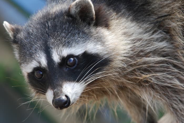 Florida is one of the few states that will issue permits and allow people to own raccoons.