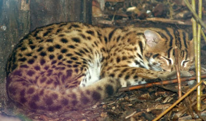 The Asian Leopard Cat is the precursor for producing the popular domesticated Bengal cat breed.