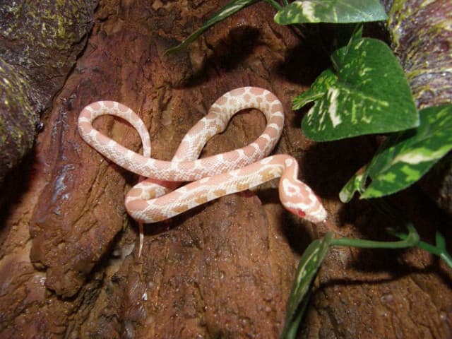 This domestic snake would not survive long if released into the wild.