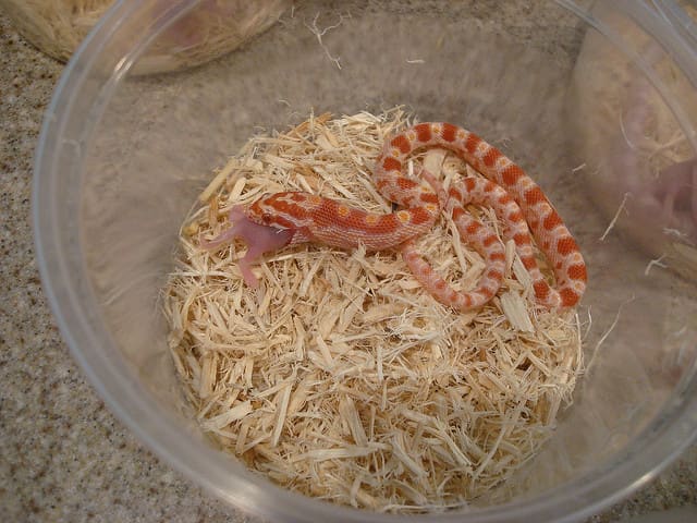 Although they are domestic pets, most corn snakes are still given live food.