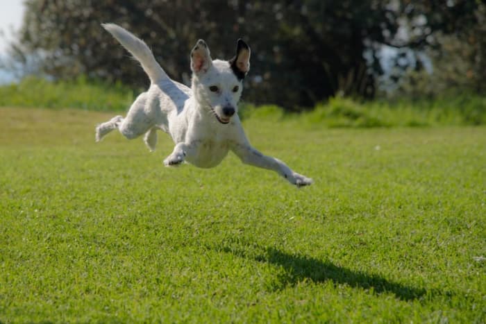 Something as simple as over exertion can cause a dog to throw up and is not of concern unless it becomes on-going.