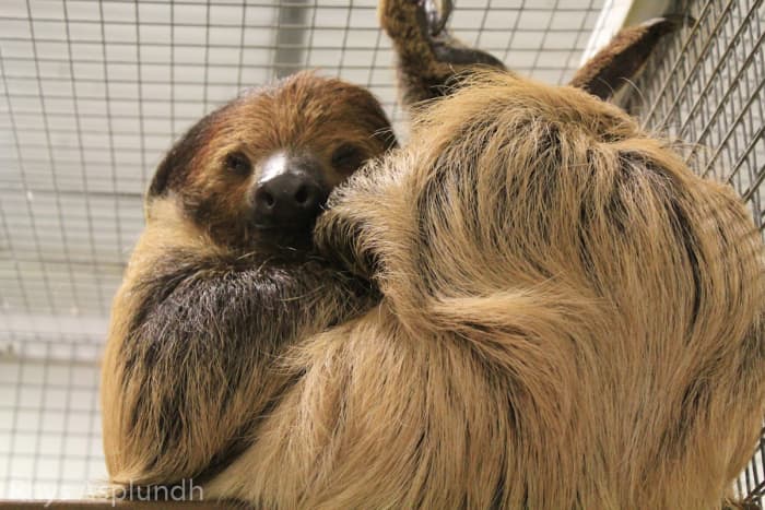 Sloths, which are receiving a lot of interest from the public as pets, are legal with the permit, although they are expensive and difficult to care for.