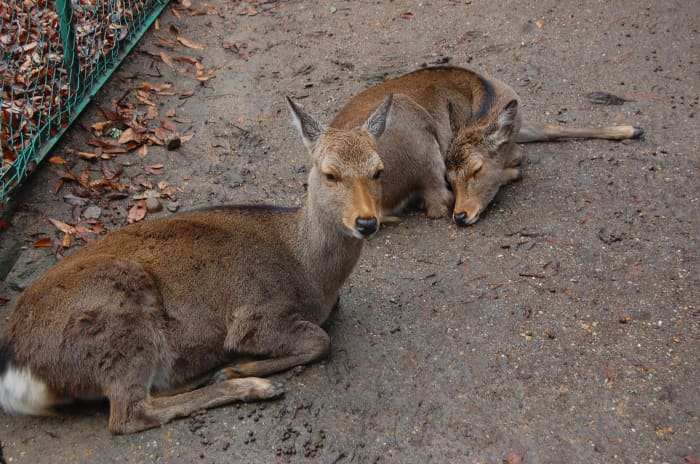 White-tailed deer, axis deer, and the smaller dog-sized muntjac deer are examples of deer that are kept as pets.