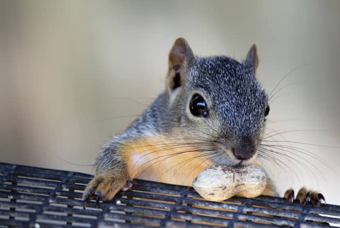 All species of squirrels, except the grey squirrel, are legal.