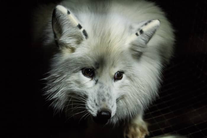 All foxes fall under Class 3 Wildlife.