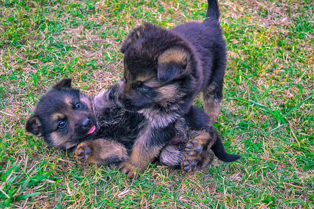 German Shepherd puppies go through four developmental stages by the time they're about 70 weeks old.