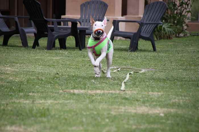 This happy lark has one red ear. Technically, she is a white and red. 