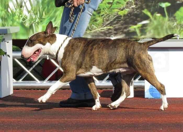 A brindle and white.