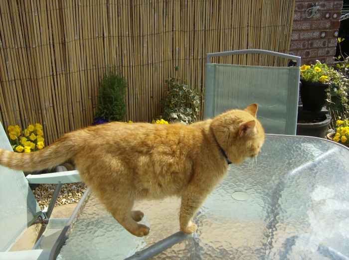 How to Stop a Cat From Constantly Meowing PetHelpful