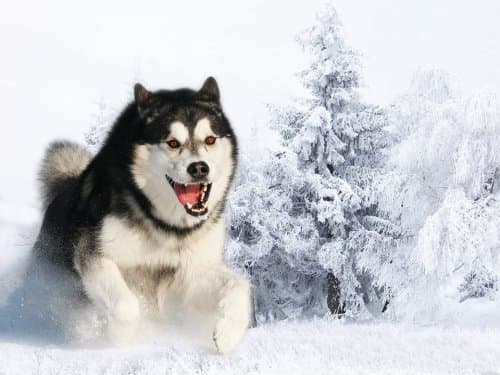 "Kirima" would make a great name for a Malamute with limitless energy who can dash up hills in no time.