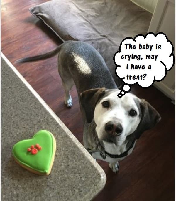 how-to-get-a-dog-used-to-a-crying-baby