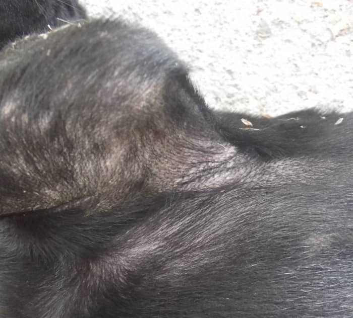 A mild yeast infection. This dog's skin stayed moist because she liked to swim throughout the day.