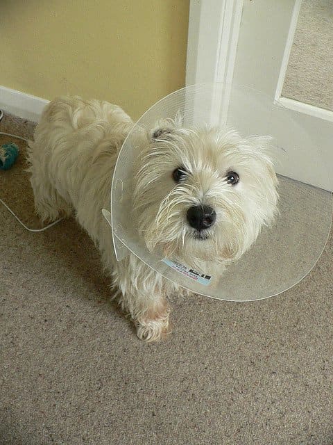 Westies are prone to allergies, so if allowed to lick their feet, they will often have problems with yeast.