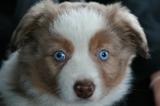 25 Australian Slang Names for Your Australian Shepherd - PetHelpful