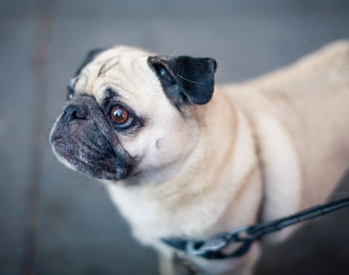 How to Train Your Dog to Walk Without a Leash in 3 Easy Steps PetHelpful