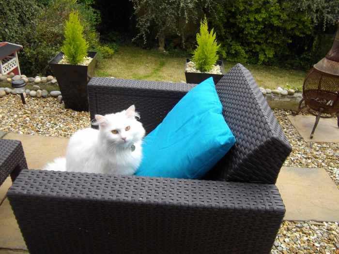 5 Ways to Stop Cats From Pooping Outside of the Litter Box PetHelpful