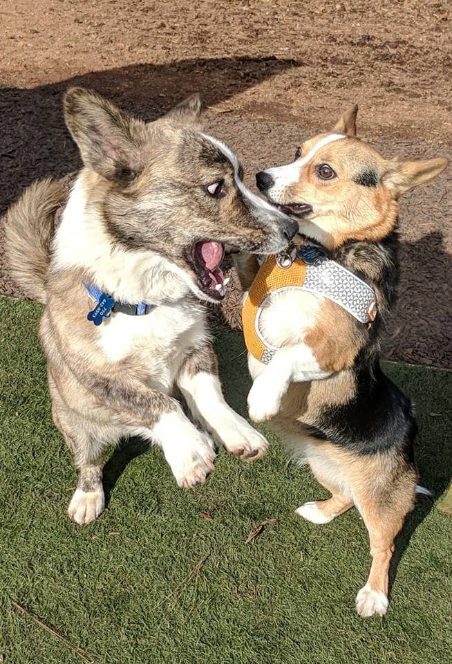 This is Parker at about a year old playing with a cardigan corgi friend at the park. you can see the differences in size and coloring very well here!