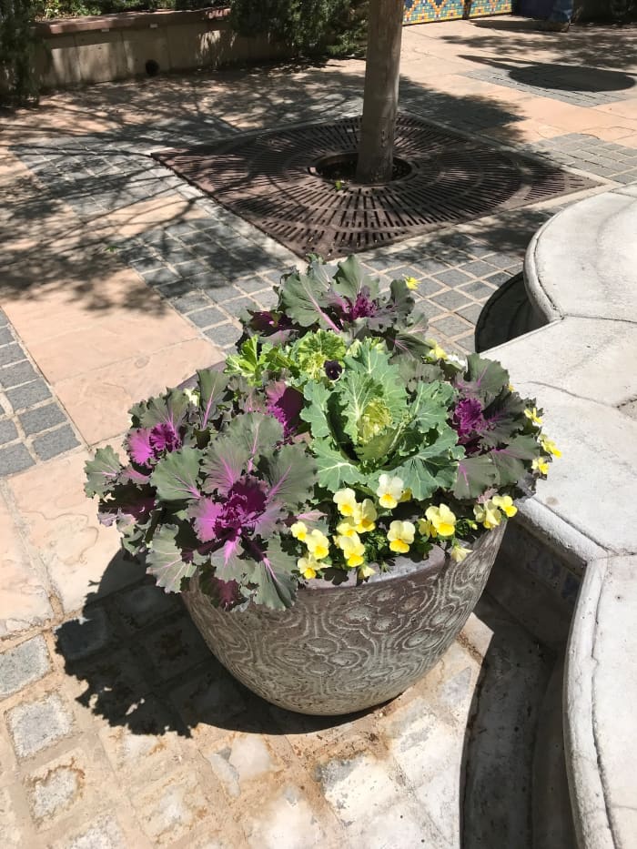 Ornamental kale is beautiful in a planter surrounded by other colorful flowers. They are a perfect plant for growing in pots to display on porches, patios, or beside entryways.