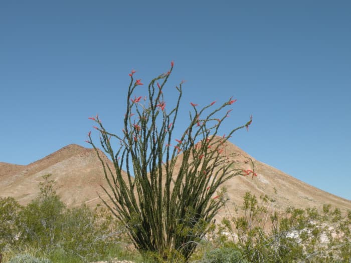 Ocotillo cactus blooming near Senator Wash. Imperial Dam Long Term Visitor Area near Yuma, Arizona.