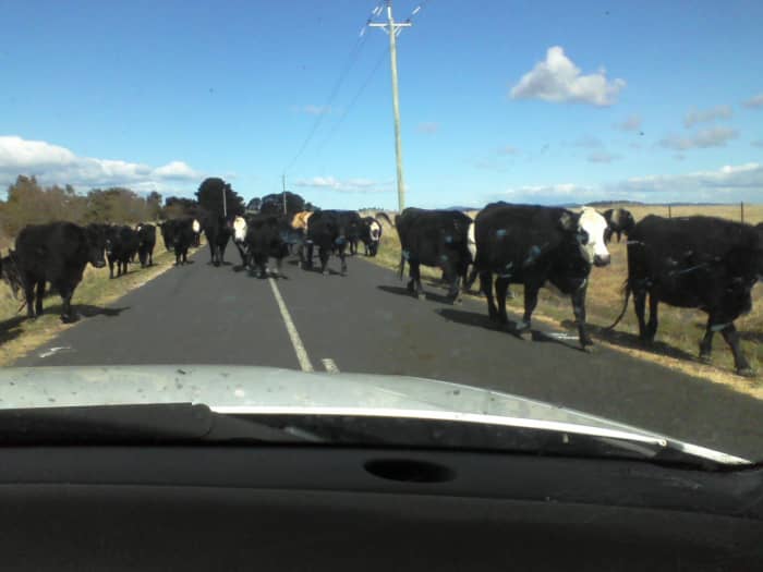 Negotiating my way past cattle with their tails raised is trouble enough in my 4WD. These roads would be catastrophic in a nice, clean Ferrari.