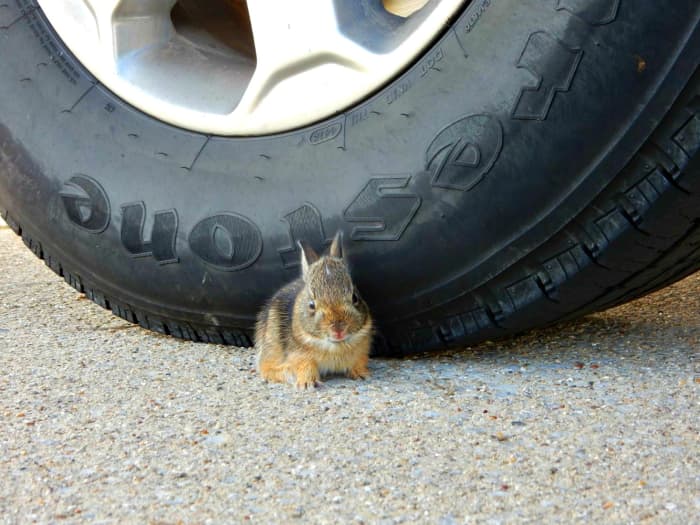 Learn to enjoy the little things you see along the way and your RV trips will vastly improve.