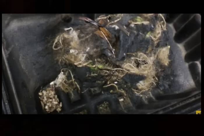 Check out what's under your hood. Creatures may have made a home in your engine!