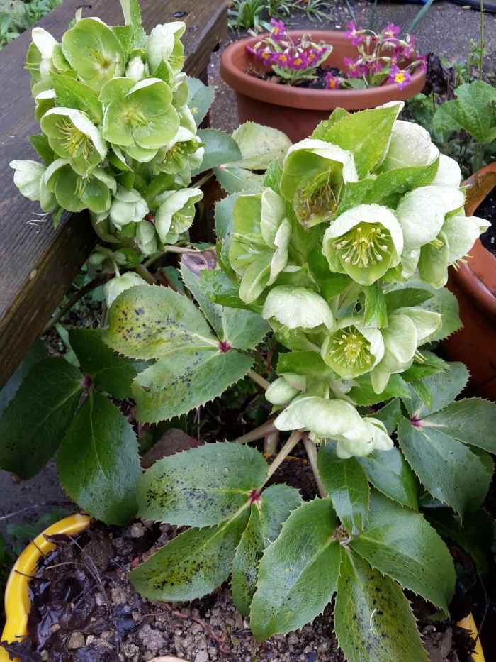 Poisonous Plants Hellebore, Oleander, and Vinca (Periwinkle) Dengarden