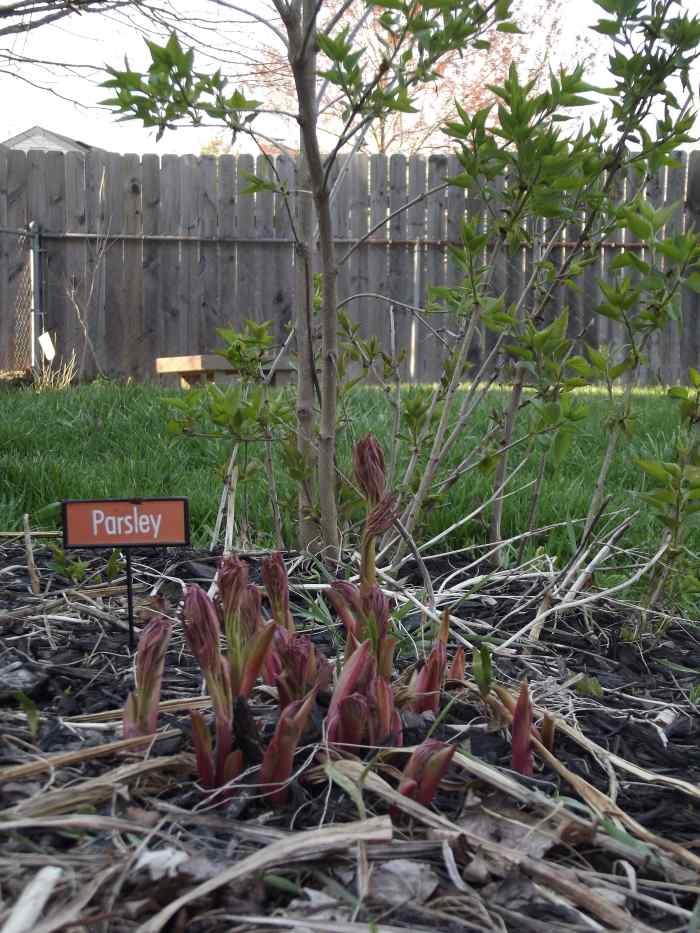 Look at this healthy propagated lilac!