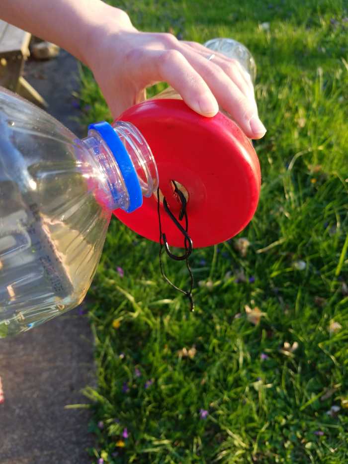 A Simple Guide to Setting up Your Hummingbird Feeder Dengarden