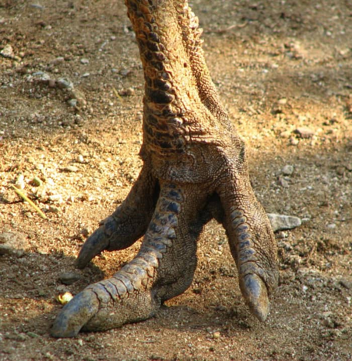 Нога динозавра?  Нет, эму. 