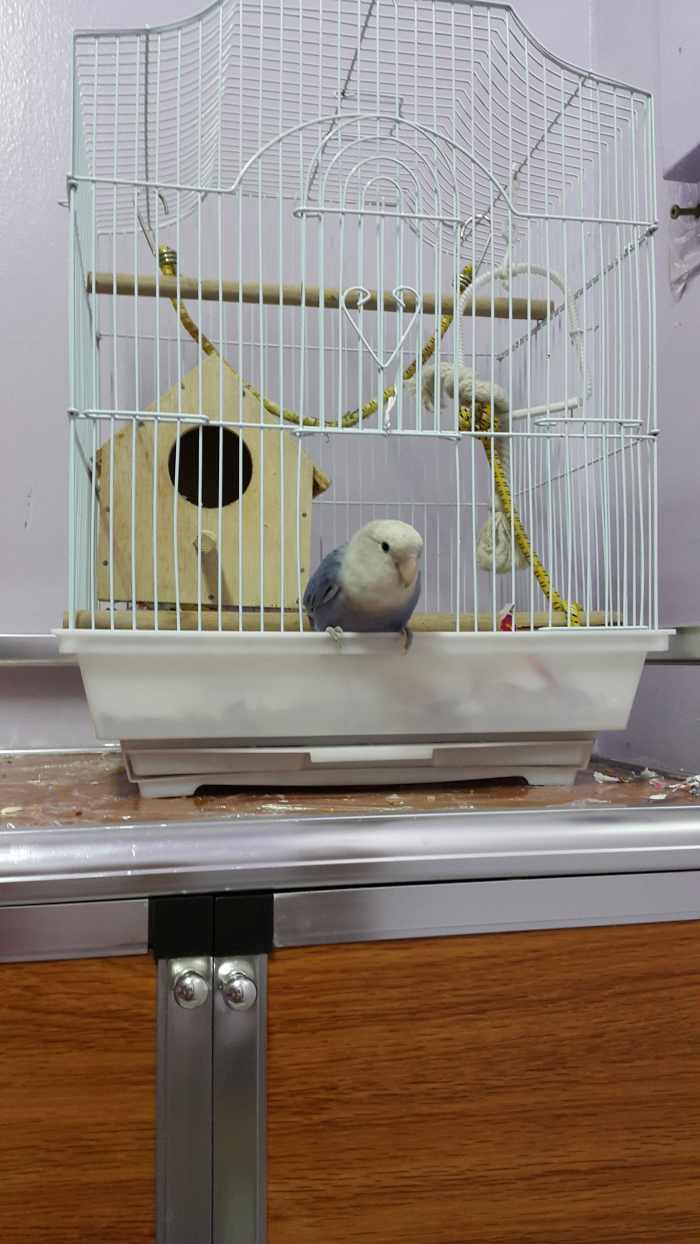 How to Put Lovebirds Back in Their Cage PetHelpful