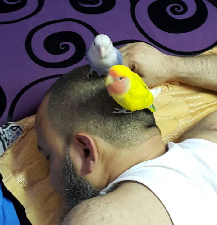This picture was taken when my lovebirds, Mumu and Lulu, sat on my sleeping dad's head. They wanted him to wake up and play with them.