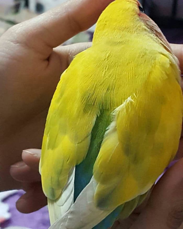 Feathers on a lovebird's back appear wrinkly along with the outer wings during molting.