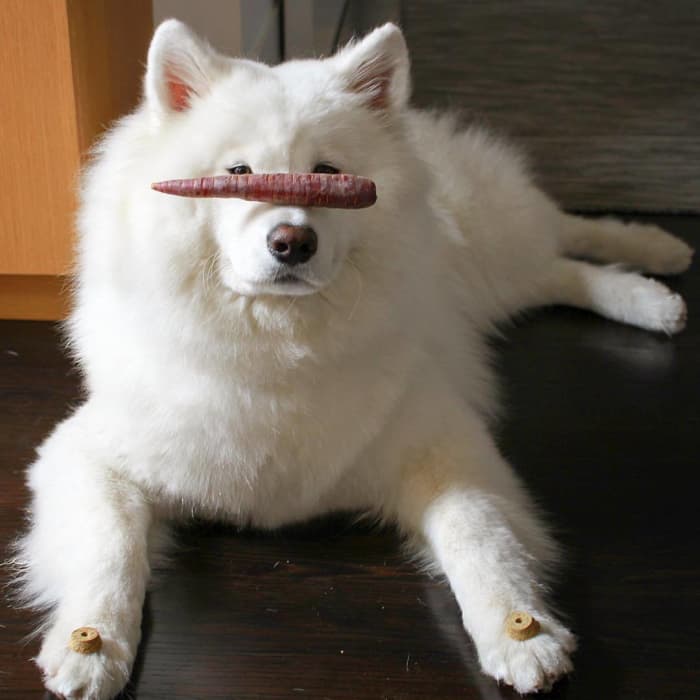 самоедская-снежная-собака-зимой-и-летом