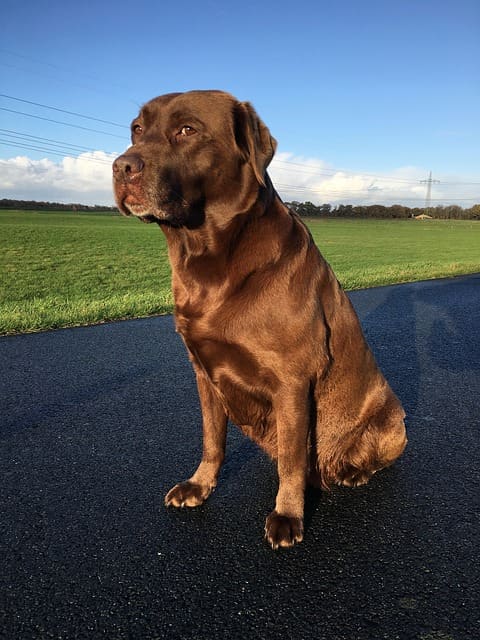 Sit-stay is a fairly simple behavior to teach, and is essential to your dog being able to walk without a leash.
