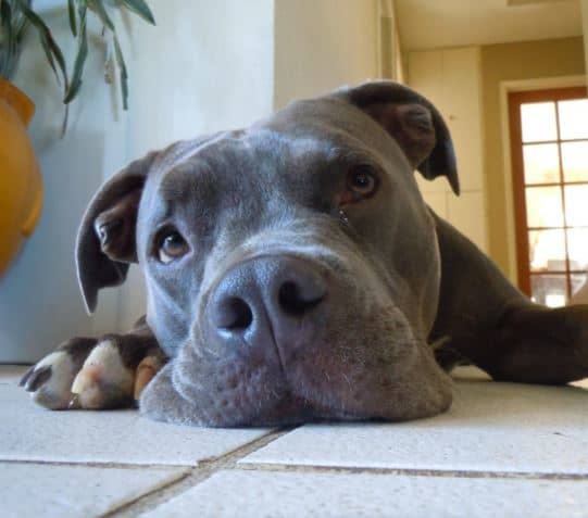 Invite your dog to explore the areas in your house that you've reinforced to prevent slips. Reward them with treats to get them accustomed to these additions.