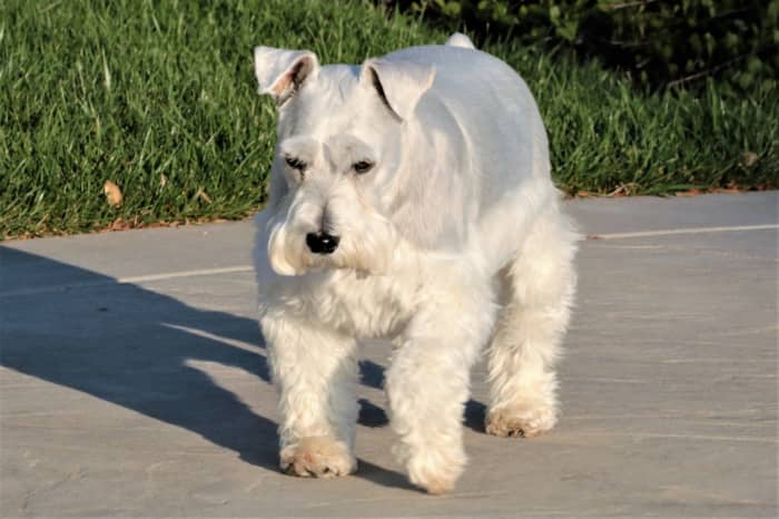 Schnauzers are more likely to develop diabetes in dogs. They're predisposed to canine diabetes.