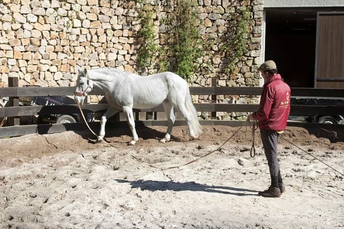 Training is an extremely important part of the rehabilitation process, as it makes rescued horses "more adoptable" to the public.