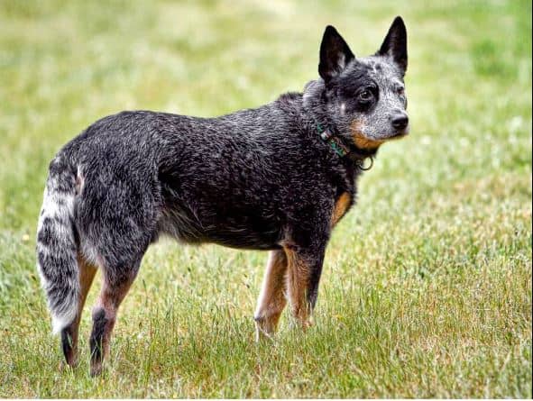 A Simple Guide to Australian Cattle Dog Coat Colors - PetHelpful